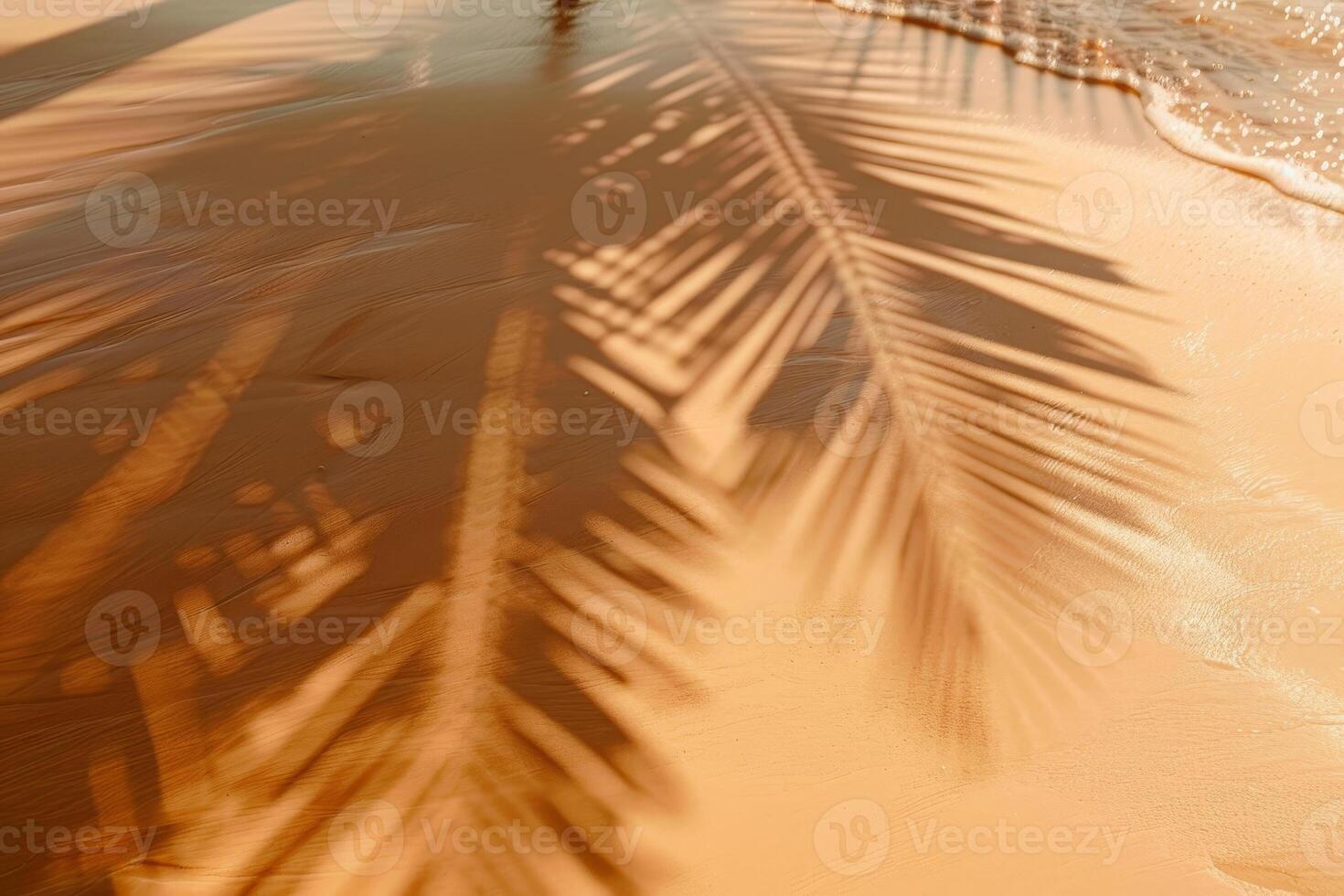 A palm tree casts a shadow on the sand photo