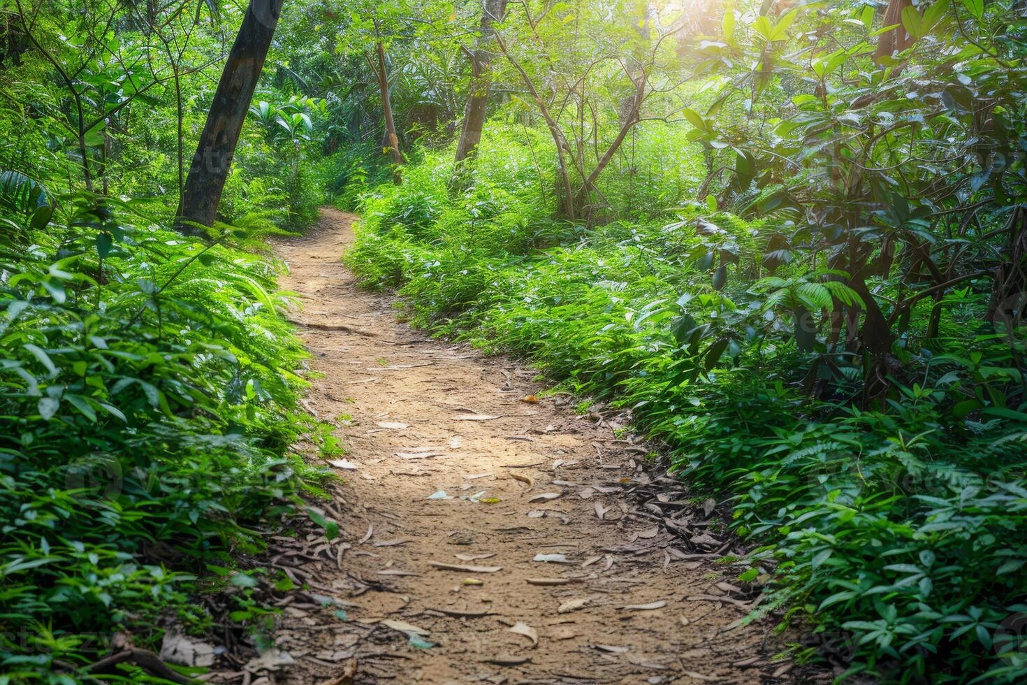 A dirt path through the jungle with sunlight shining through the trees photo