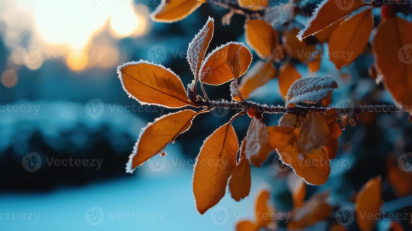 Frosty leaves on a tree in the winter photo