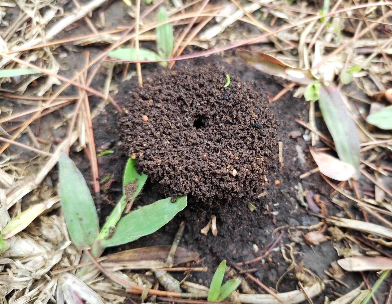 Ant nests are round on the ground photo
