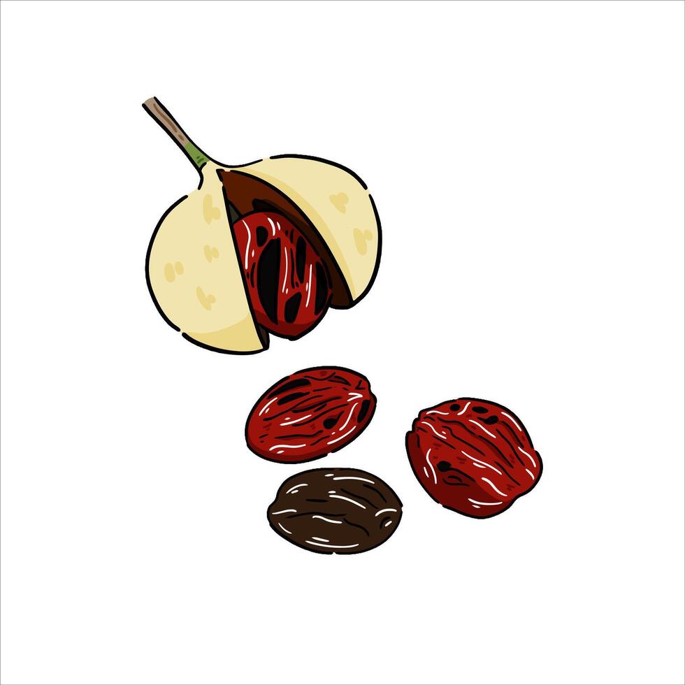 Nutmeg herbs and spices Illustration with isolated white background vector
