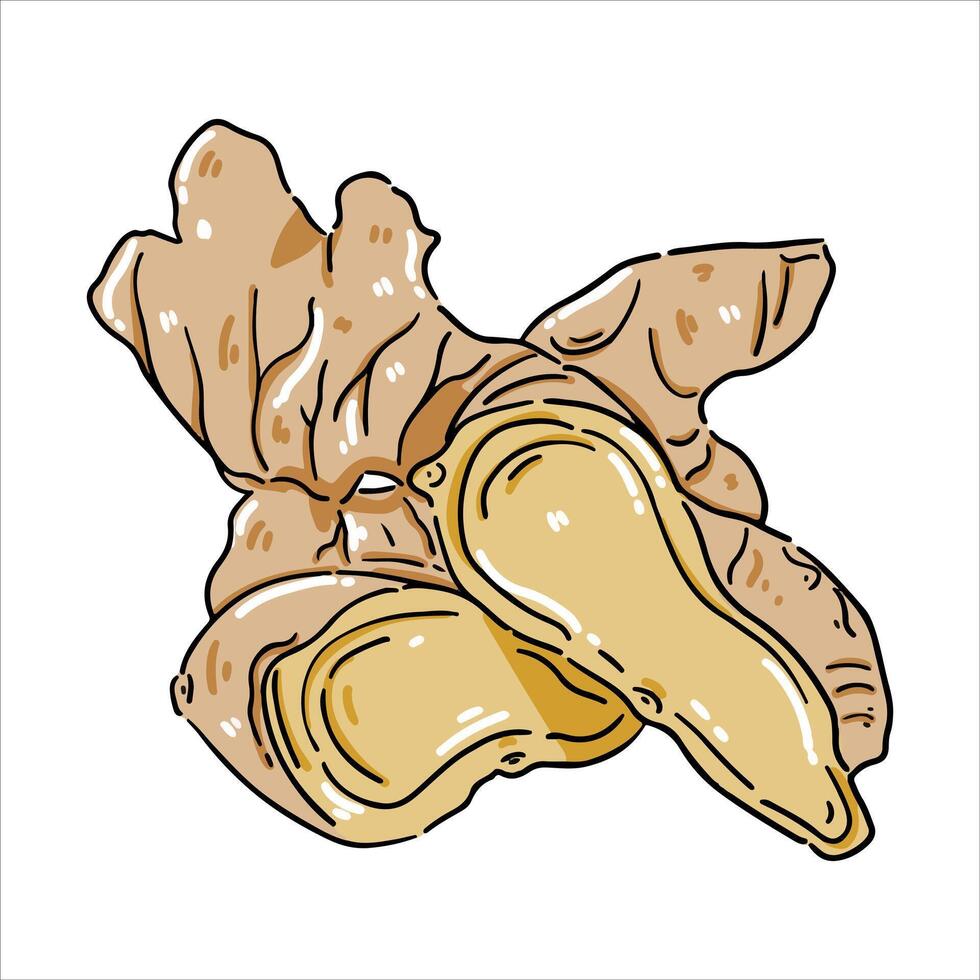Ginger Spice herbs and spices Illustration with isolated white background vector