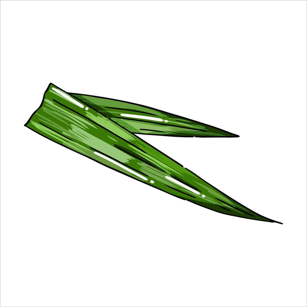 Pandan Leaves herbs and spices Illustration with isolated white background vector
