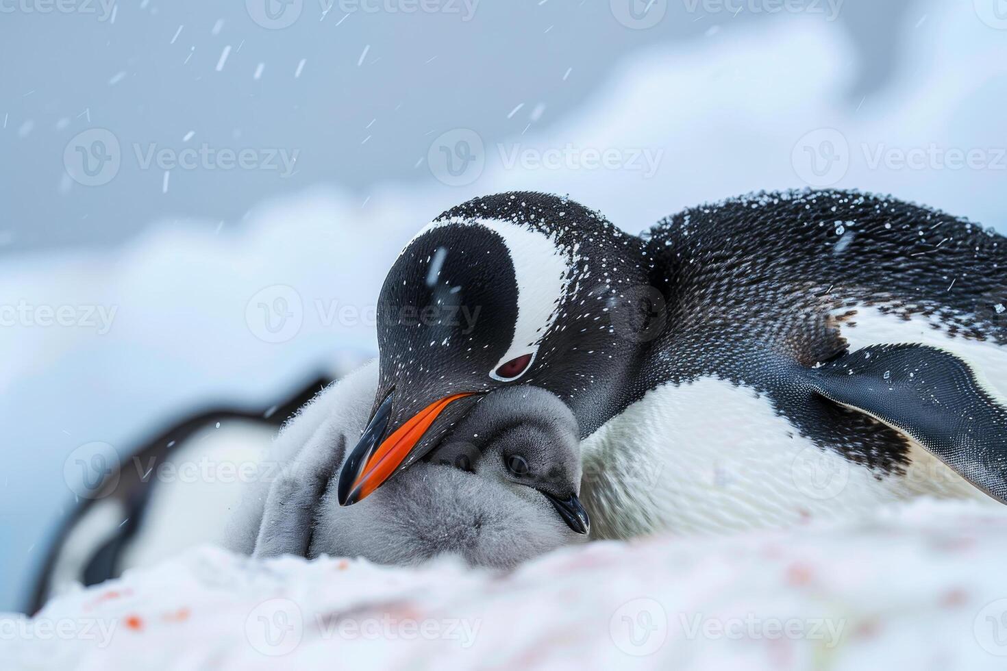 A baby penguin is sleeping on top of its mother photo