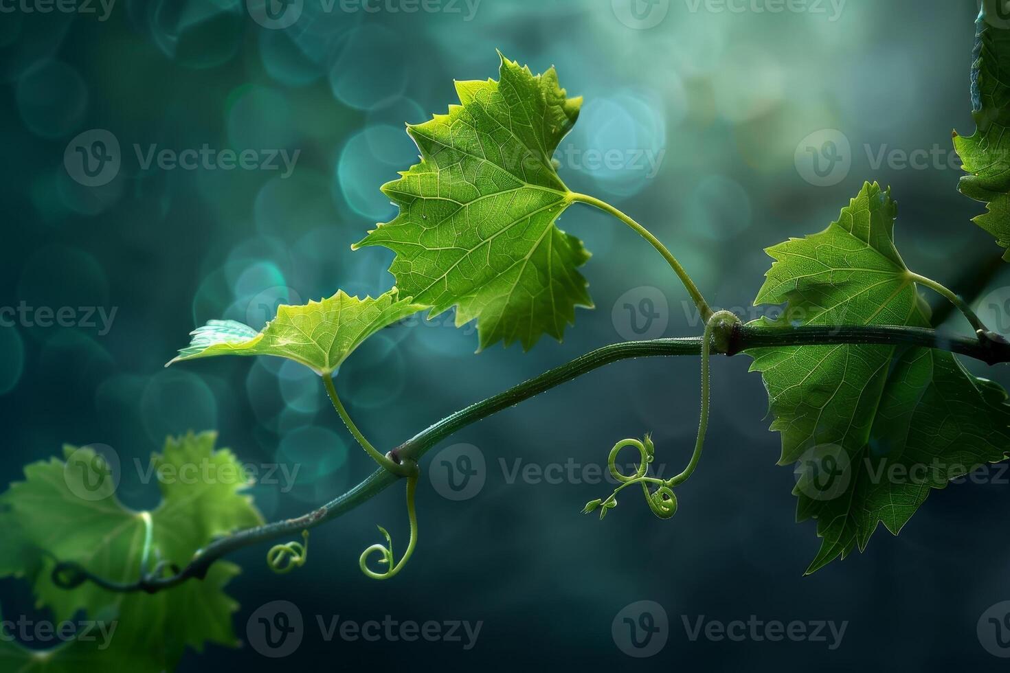 Photograph vine by josephine de la rosa on 500px photo