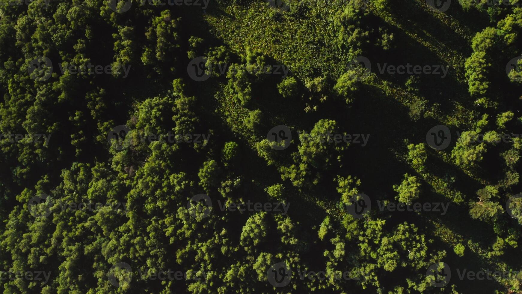 Top view of a dense green forest with small lawns bathed in sunlight. Shooting from a quadcopter from a bird's eye view on a sunny summer day photo