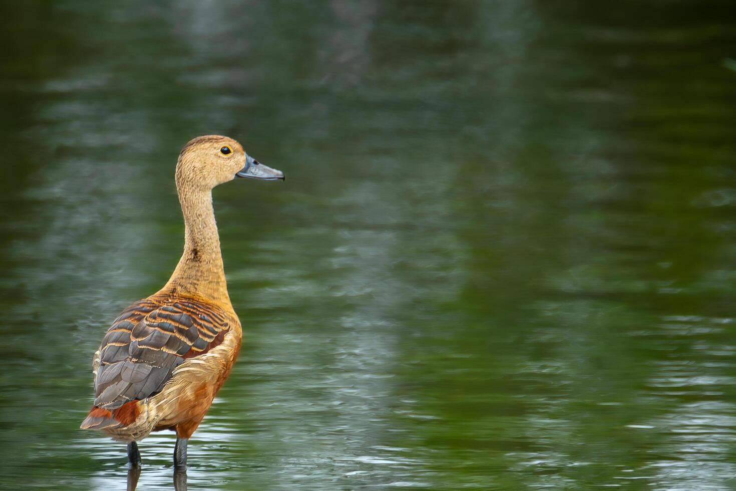 A duck standing in the water looking at something photo