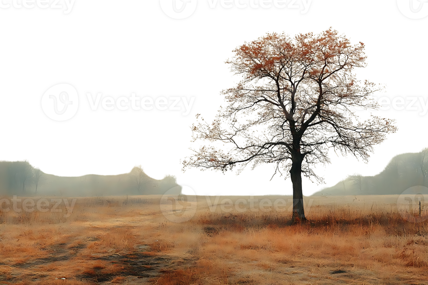Frosty Tree Stands Alone in Misty Field, Transparent Background Image png