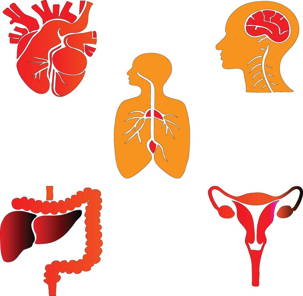 A human body organ diagram for medical student study like brain, heart, lungs vector