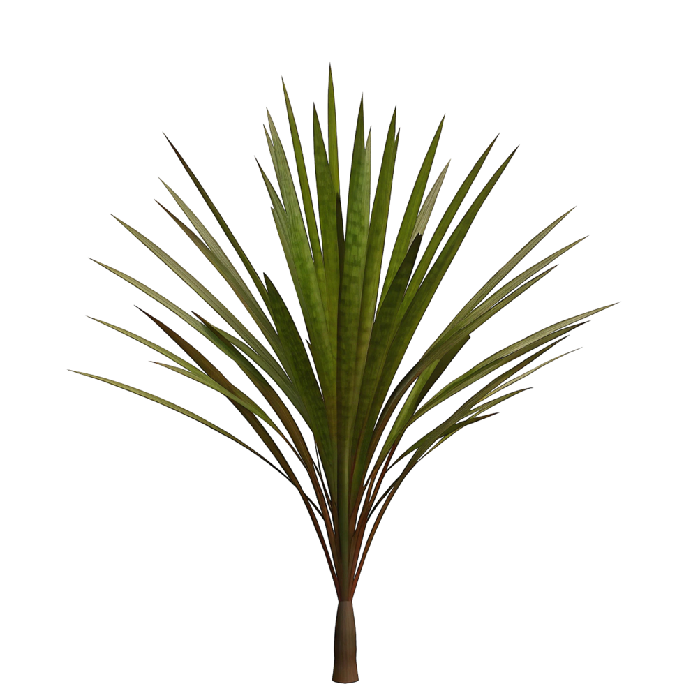 Vibrant Yucca Plant in a Minimalist Setting, Displaying Lush Green Foliage png