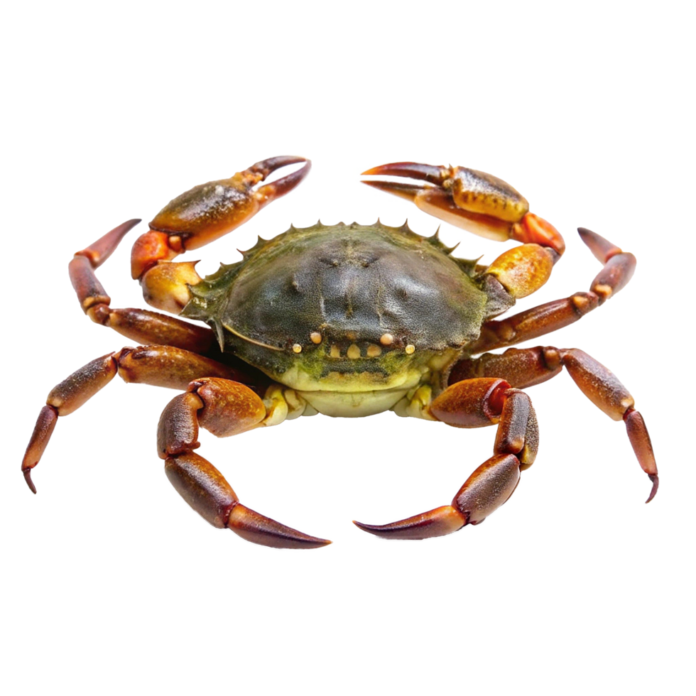 Detailed Closeup of a Vivid Red Cooked Crab Showing its Claws and Carapace png