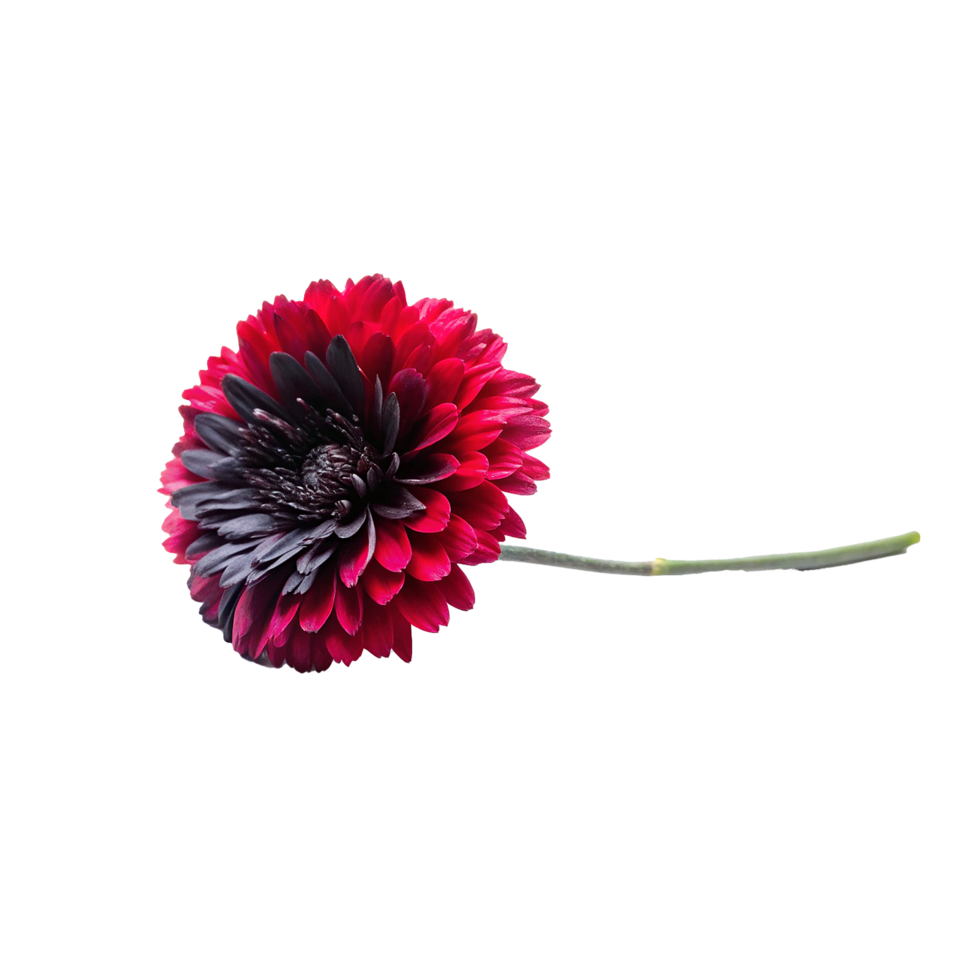Stunning Closeup of a Dark Centered Red Flower with Delicate Petals png