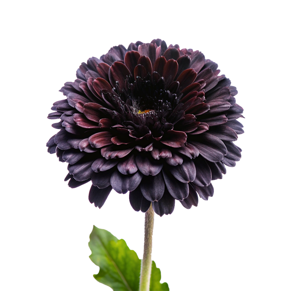 A Single Dark Purple Gerbera Daisy Flower in Bloom Close Up png