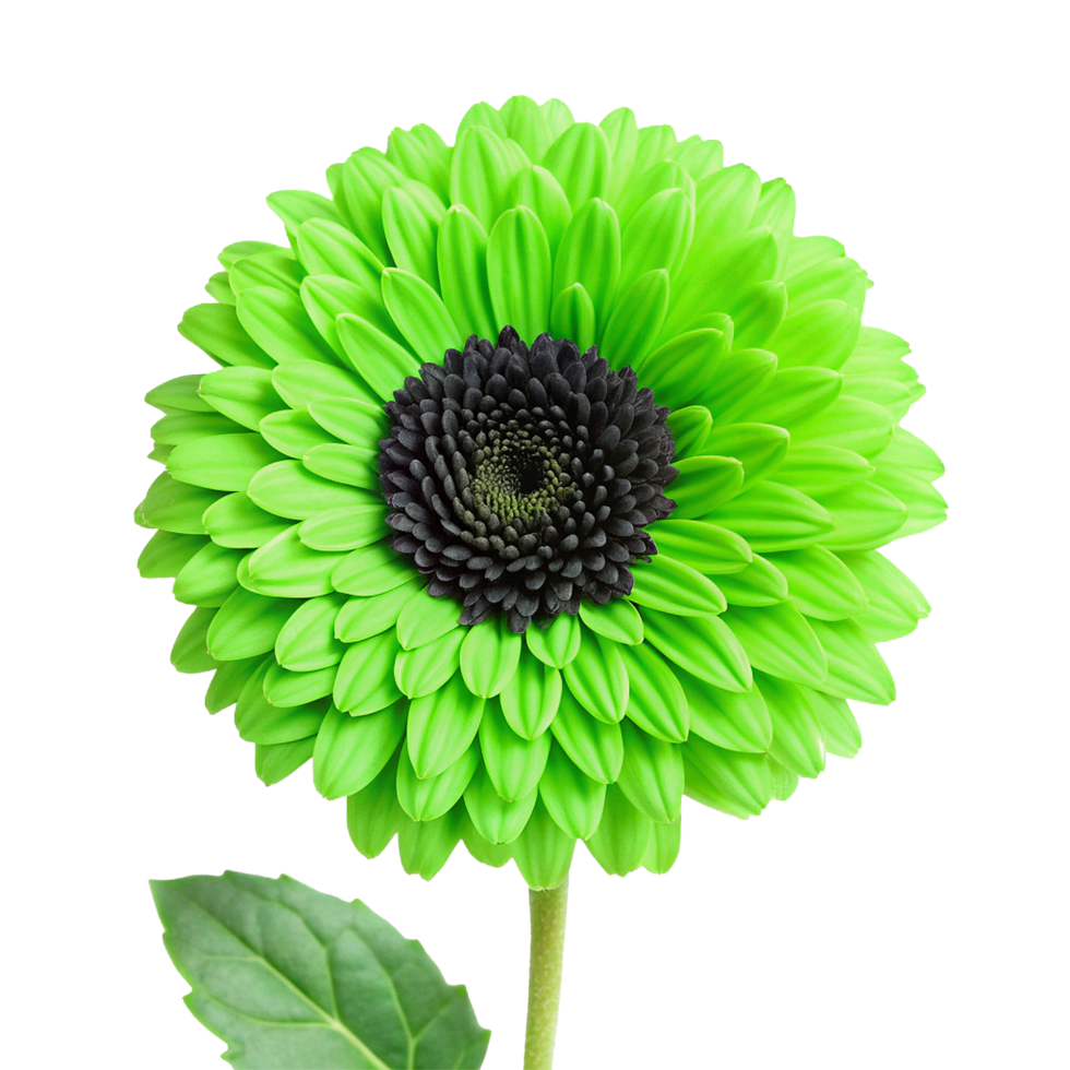 Vibrant Green Gerbera Daisy Flower with Dark Center Close Up Photography png