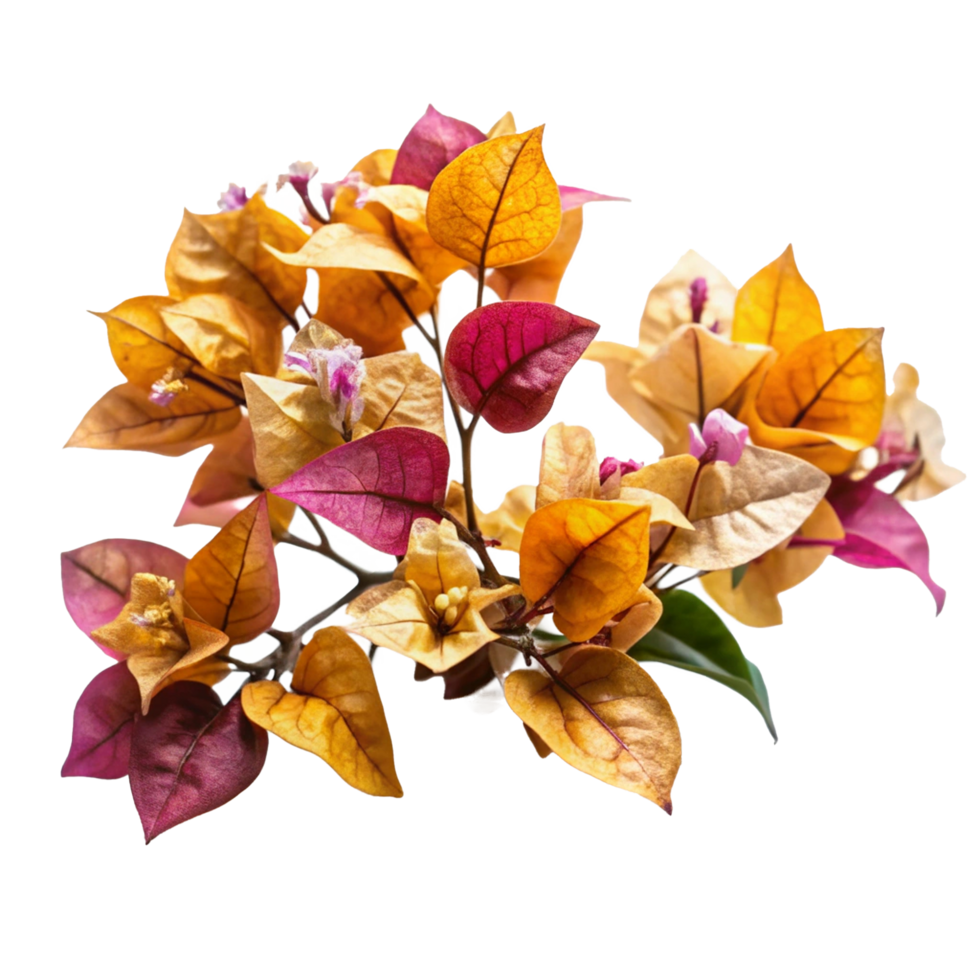 Stunning Bouquet of Autumnal Bougainvillea Flowers in Shades of Orange Pink and Burgundy png