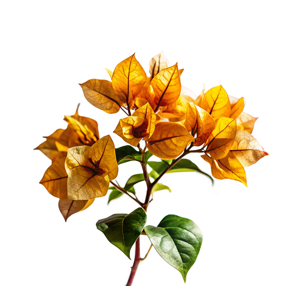 Stunning Closeup of Dried Golden Bougainvillea Branch with Green Leaves png