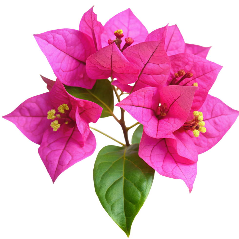Vibrant Pink Bougainvillea Blossoms in Full Bloom Closeup Photography png