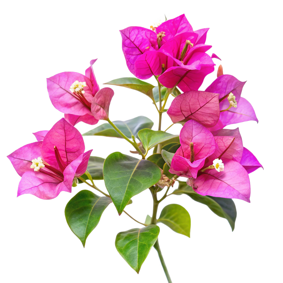 Vibrant Pink Bougainvillea Blooms Close Up Photography png