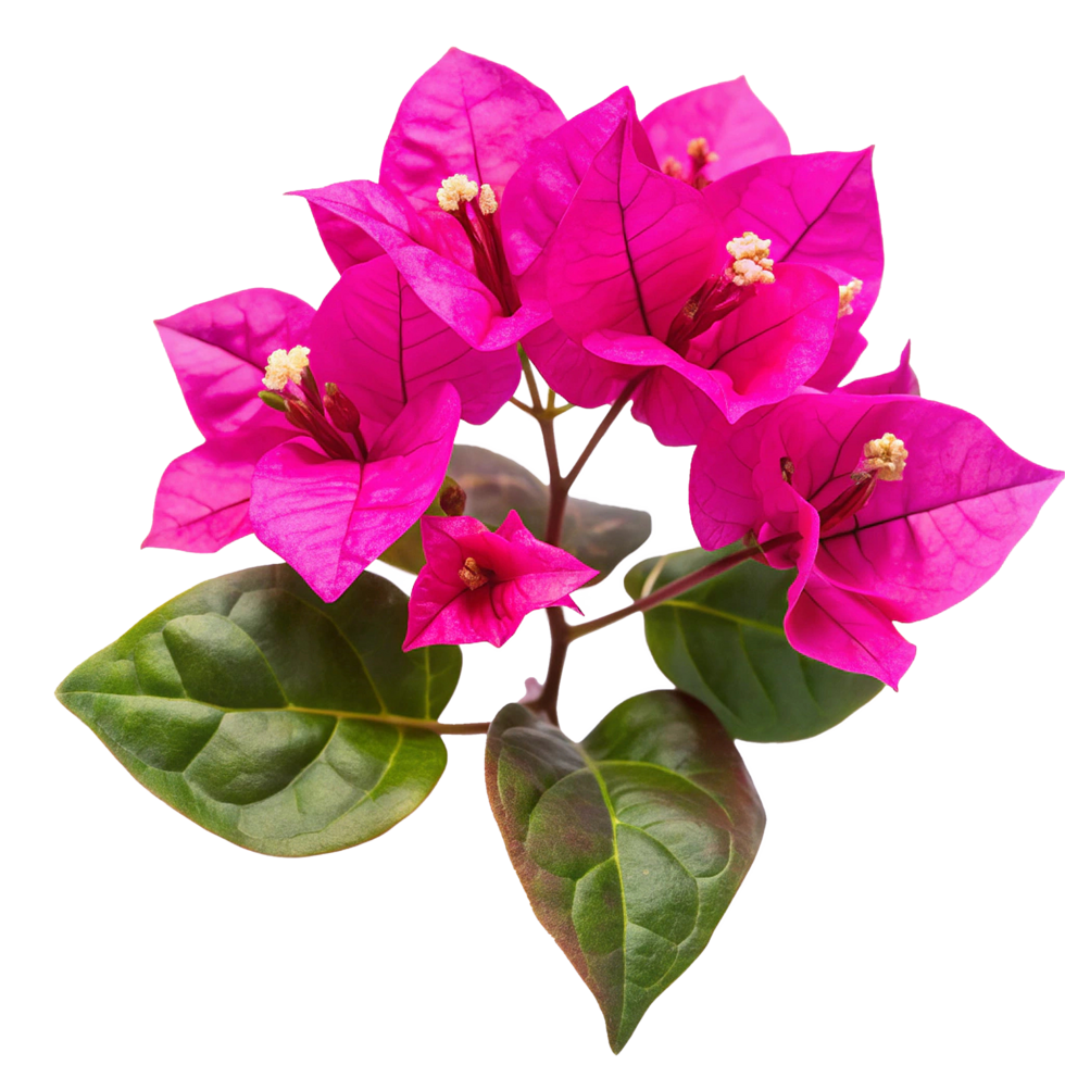 Vibrant Pink Bougainvillea Blossoms in Full Bloom a Stunning Floral Display png