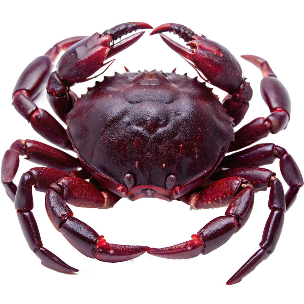 A Detailed Closeup of a Vivid ReddishPurple Crab Showing Intricate Detail of its Shell and Claws png