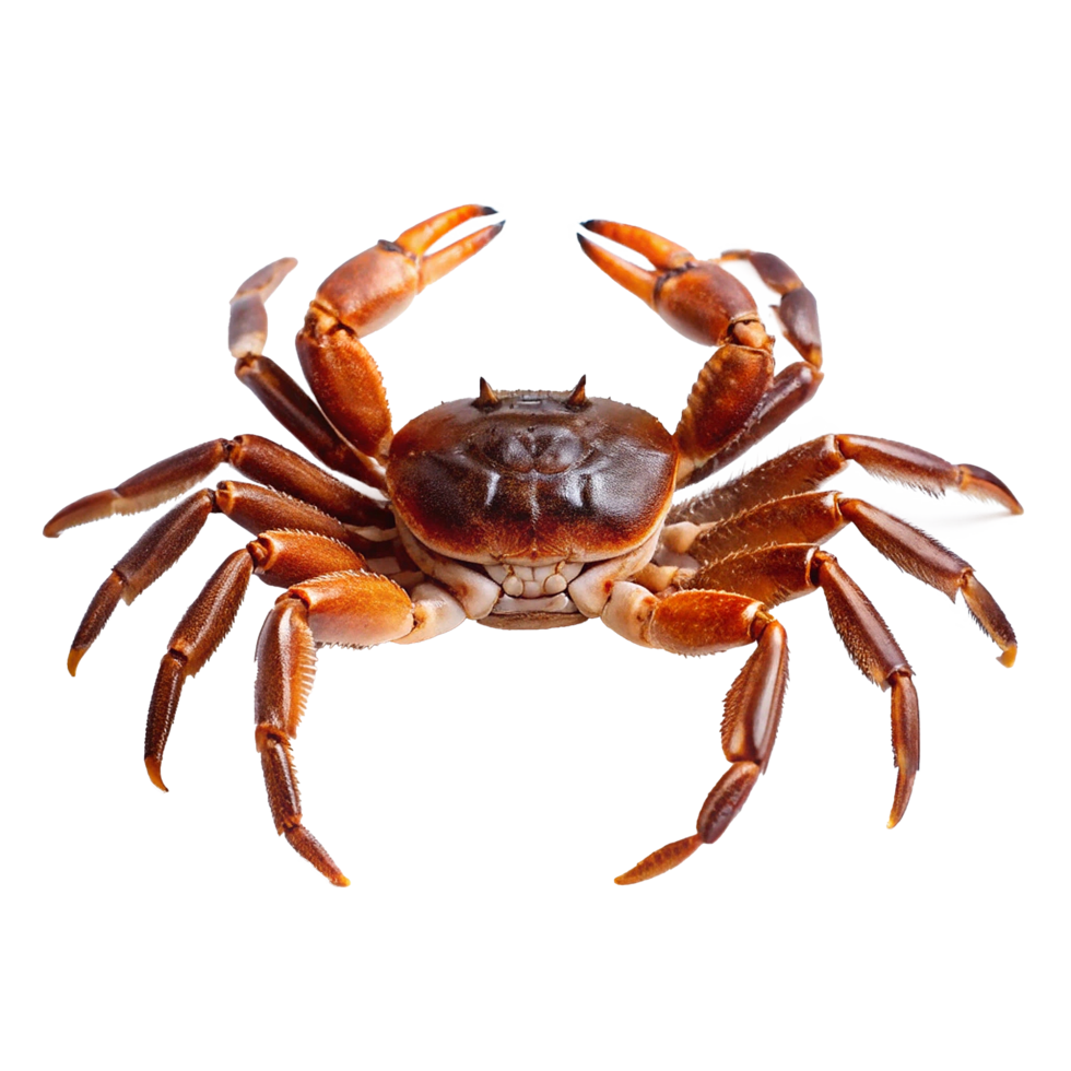 A Detailed Closeup of a Large Brown Crab with Ten Legs and Sharp Claws png