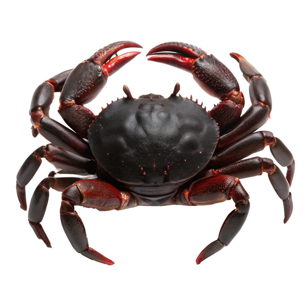 A Detailed Close Up of a Large Red and Black Crab png