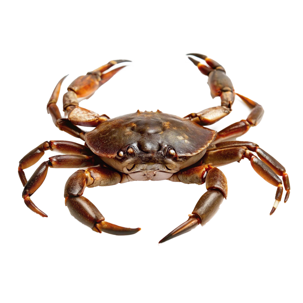 A Detailed Closeup of a Large Brown Crab with Powerful Claws and Ten Legs png