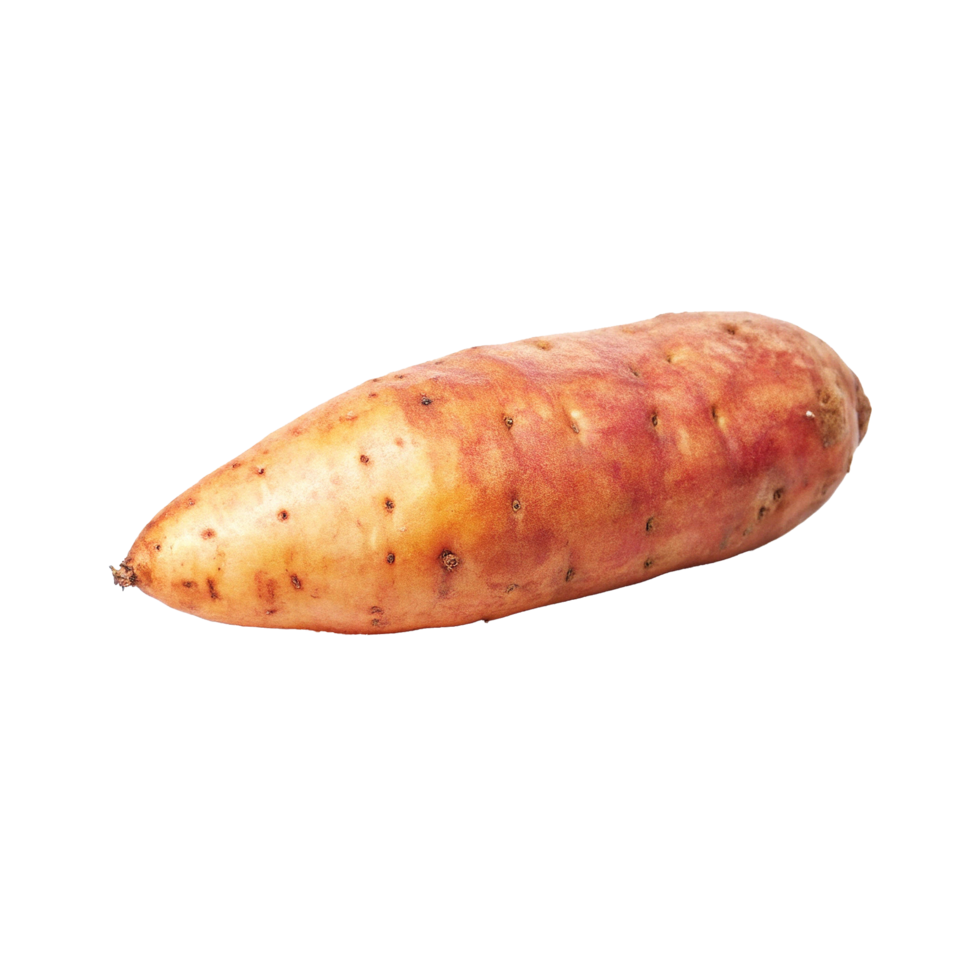 Single Raw Organic Sweet Potato Tuber Isolated on White Background png