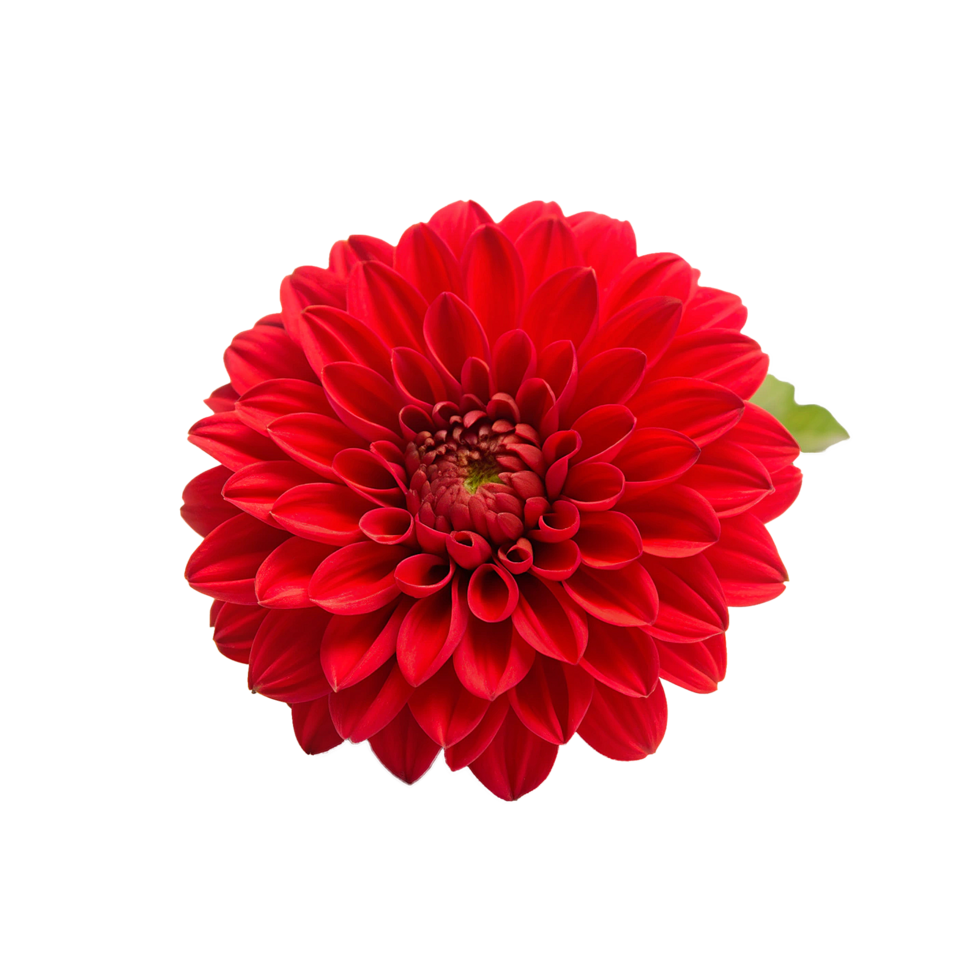 Closeup View of a Vivid Red Dahlia Flower Blossom png