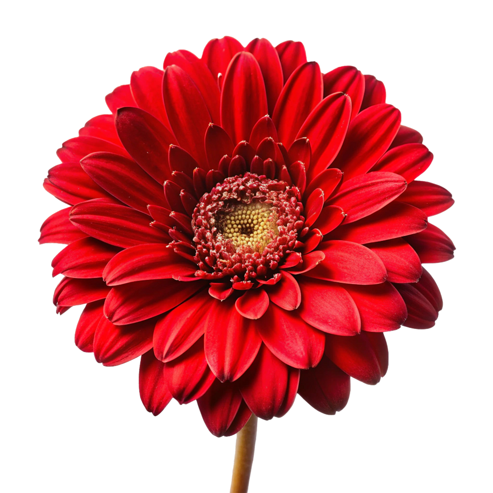 A Stunning Closeup of a Vibrant Red Gerbera Flower png