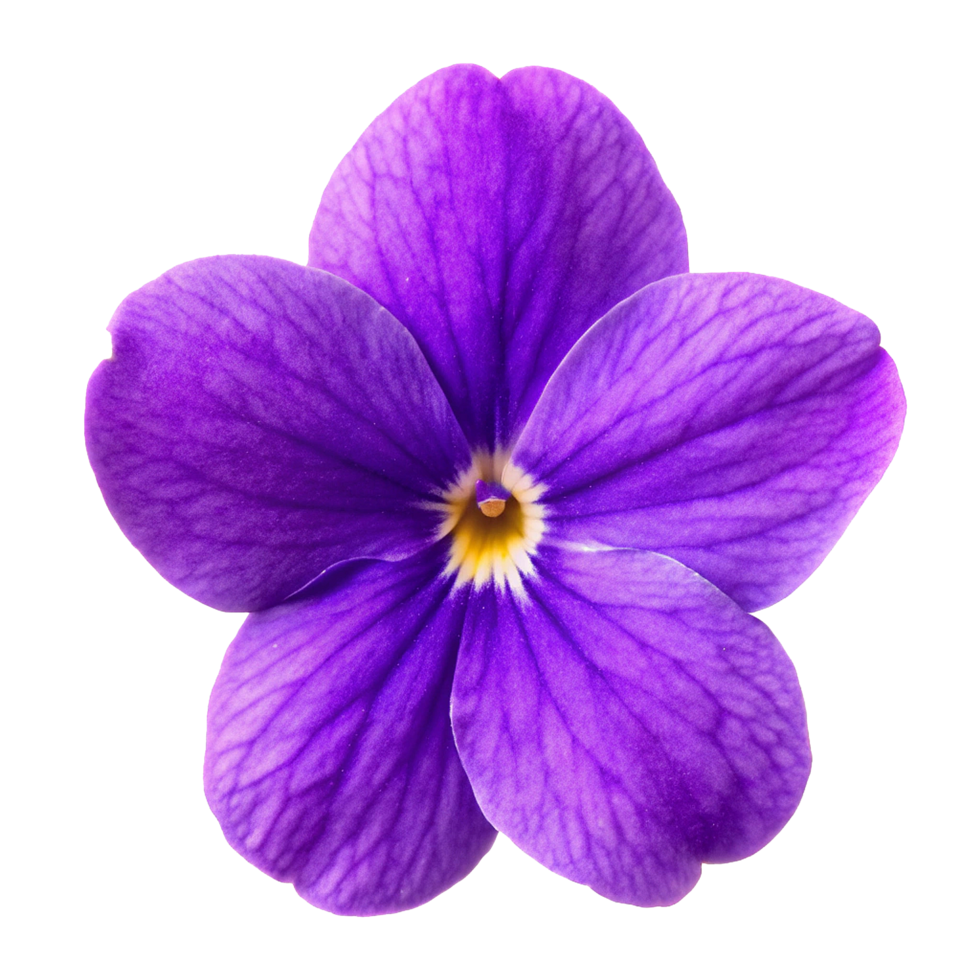 Closeup of a Vivid Purple Flower with Delicate Veins and Yellow Center png