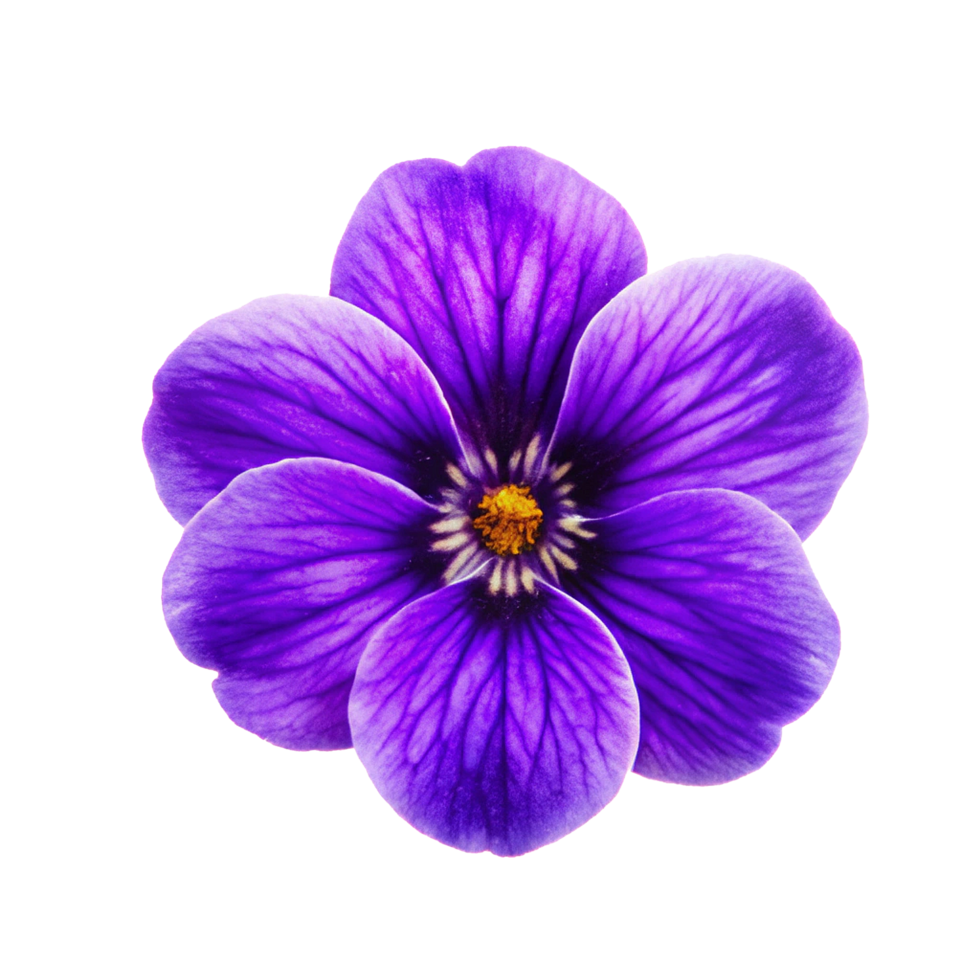 Closeup View of a Vibrant Purple Flower with Intricate Details png