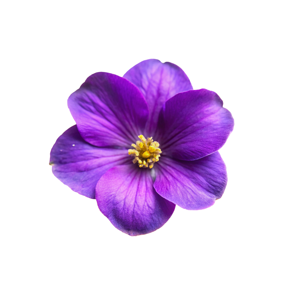 Closeup of a Vibrant Purple Flower with Yellow Stamens png
