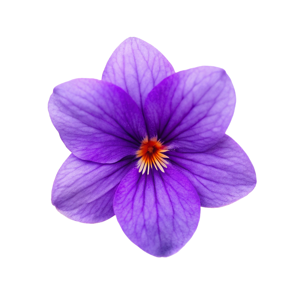 Closeup of a Vivid Purple Crocus Flower with Detailed Petals and Orange Center png