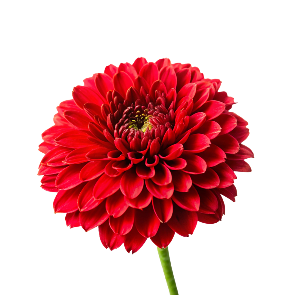 Closeup of a vibrant red dahlia flower with numerous petals, showcasing intricate details and a captivating bloom png