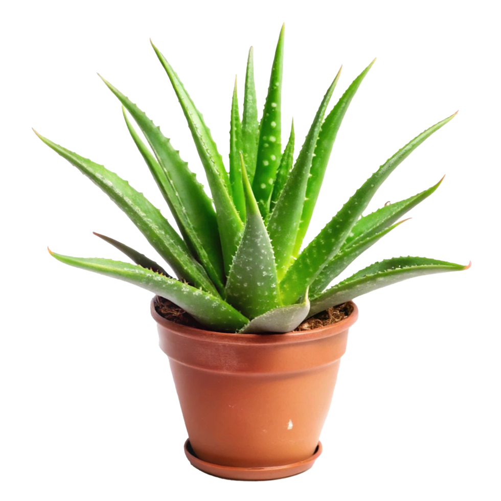 A vibrant potted aloe vera plant with succulent leaves in a terracotta pot png