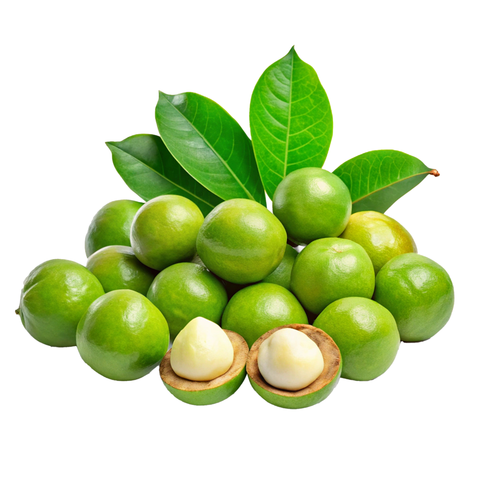 Fresh Green Macadamia Nuts with Leaves a Close Up View of Ripe Macadamia Fruits Ready for Harvest png