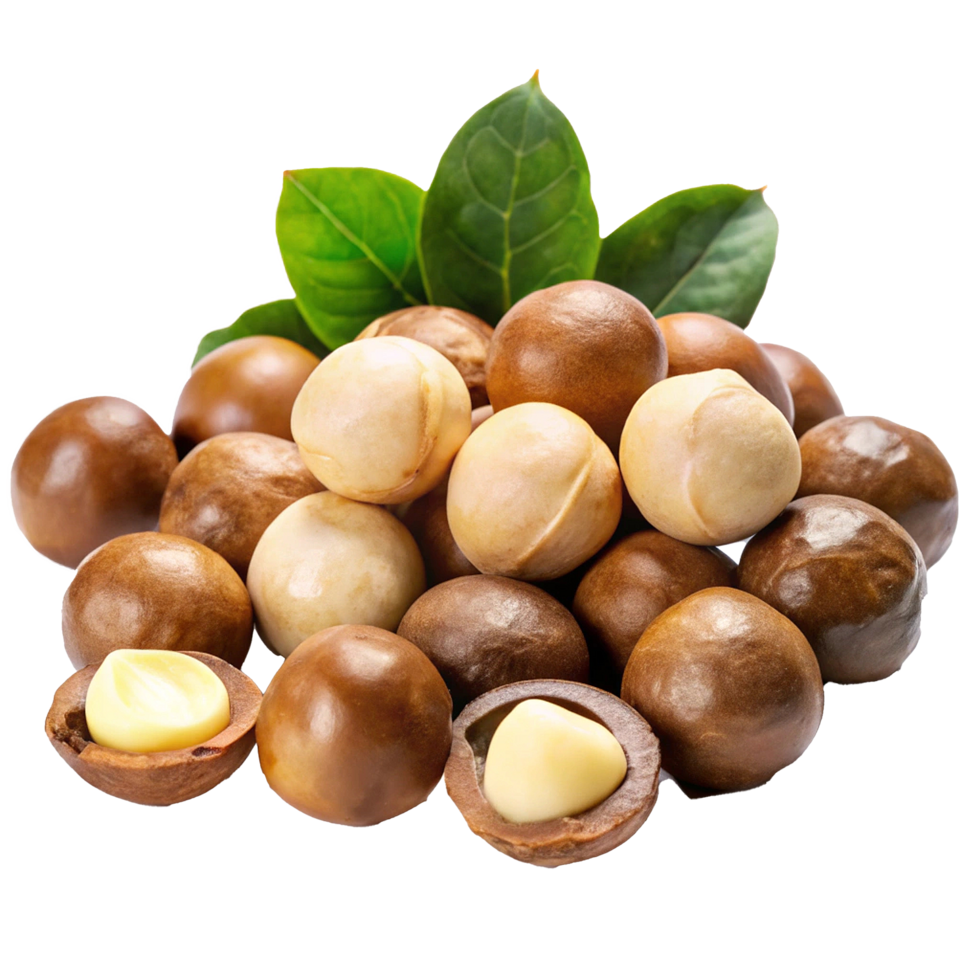 A Close up View of Fresh Macadamia Nuts png