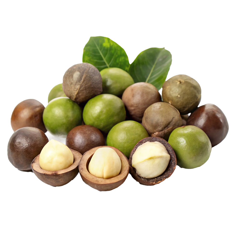 Fresh Macadamia Nuts in Shell with Opened Nuts Showing Creamy Interior and Green Leaves png