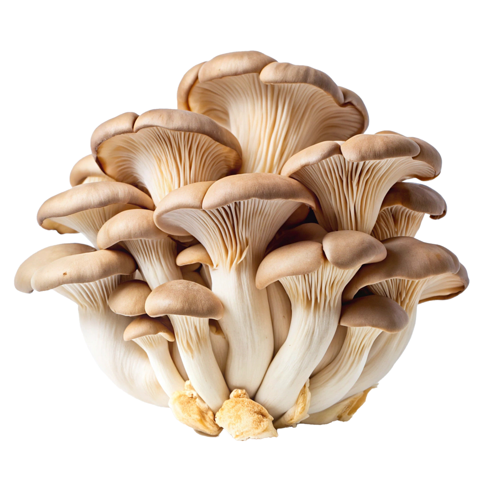A cluster of fresh oyster mushrooms, showing their delicate gills and creamy beige color, a delicious and nutritious culinary ingredient png