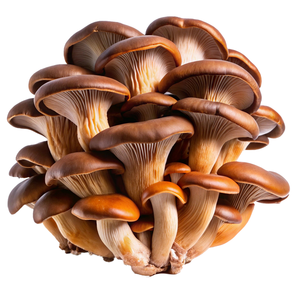 A Cluster of Brown Oyster Mushrooms CloseUp View of Freshly Harvested Fungi png
