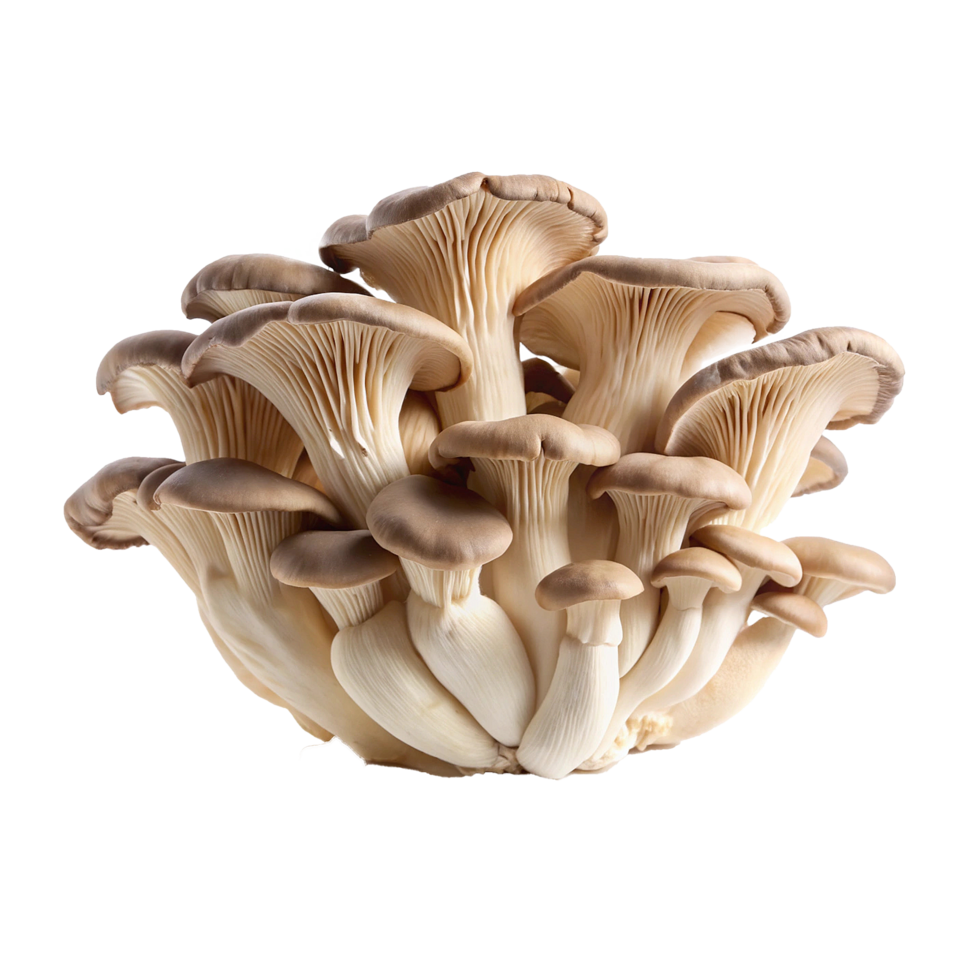 A Cluster of Freshly Harvested Oyster Mushrooms Ready for Cooking or Consumption png