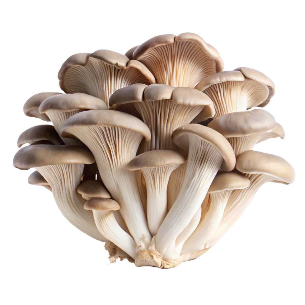 A cluster of fresh oyster mushrooms, showcasing their delicate texture and light brown color png