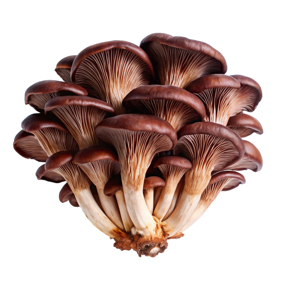 A Cluster of Brown Oyster Mushrooms Displaying Delicate Gills and Creamy Stems png