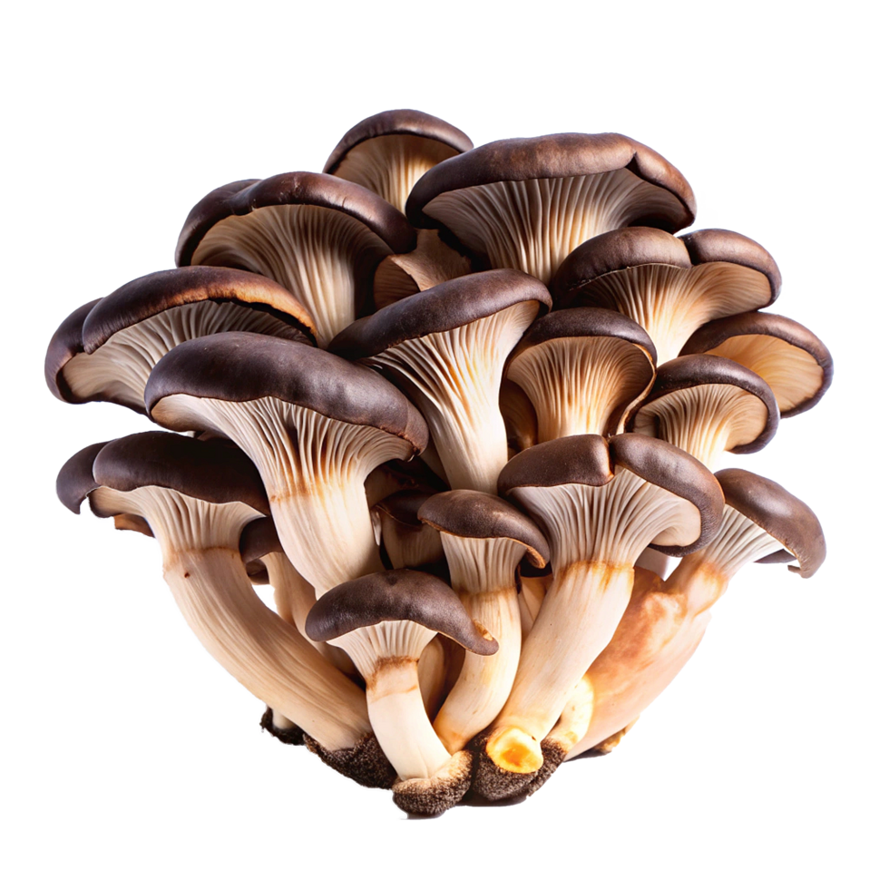 A cluster of fresh brown oyster mushrooms, showing their delicate gills and creamy stems png