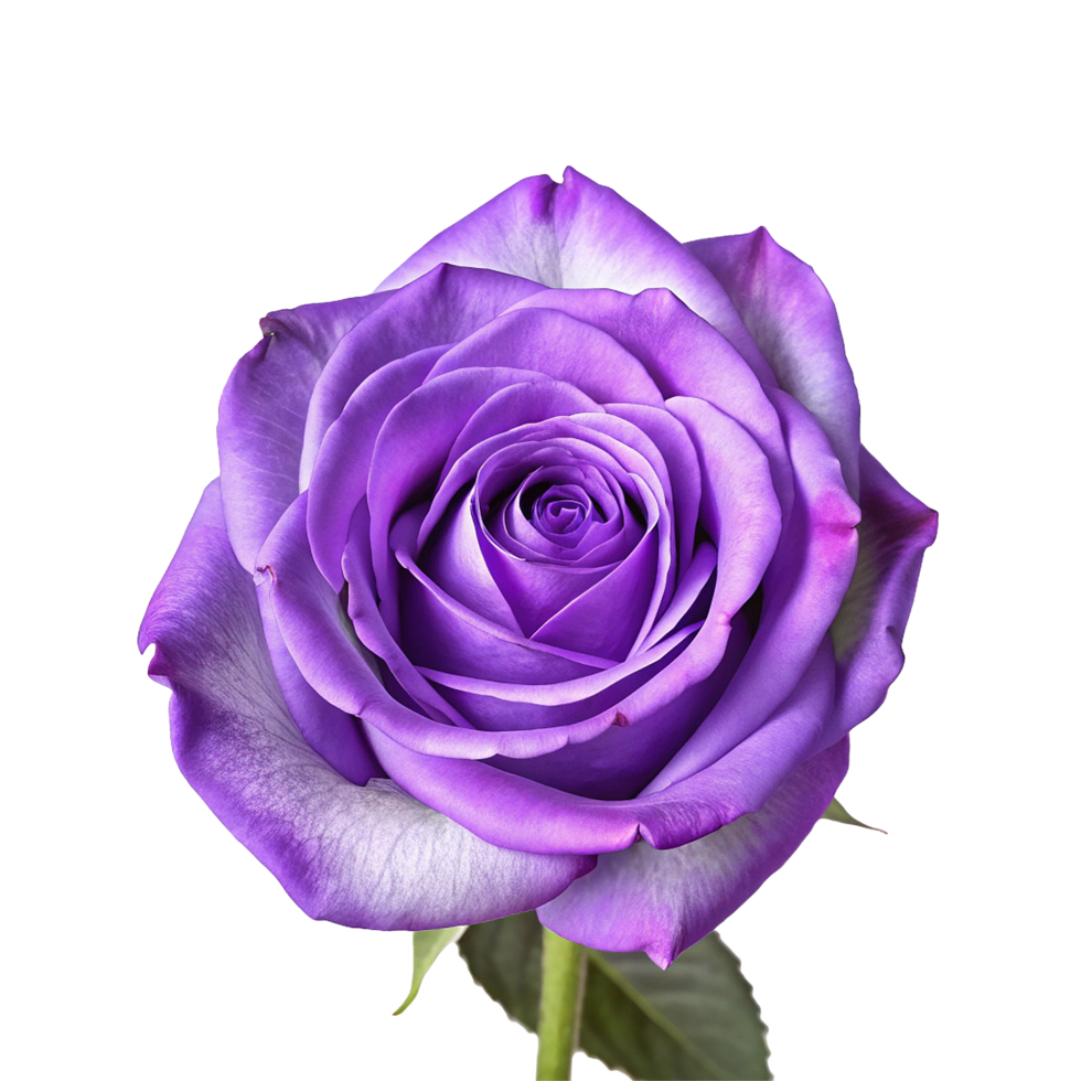 Closeup of a Single Deep Purple Rose Blossom with Delicate Petals png