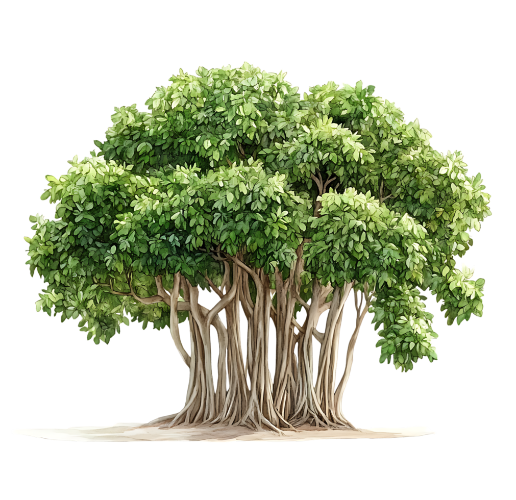 A large tree with green leaves on it png
