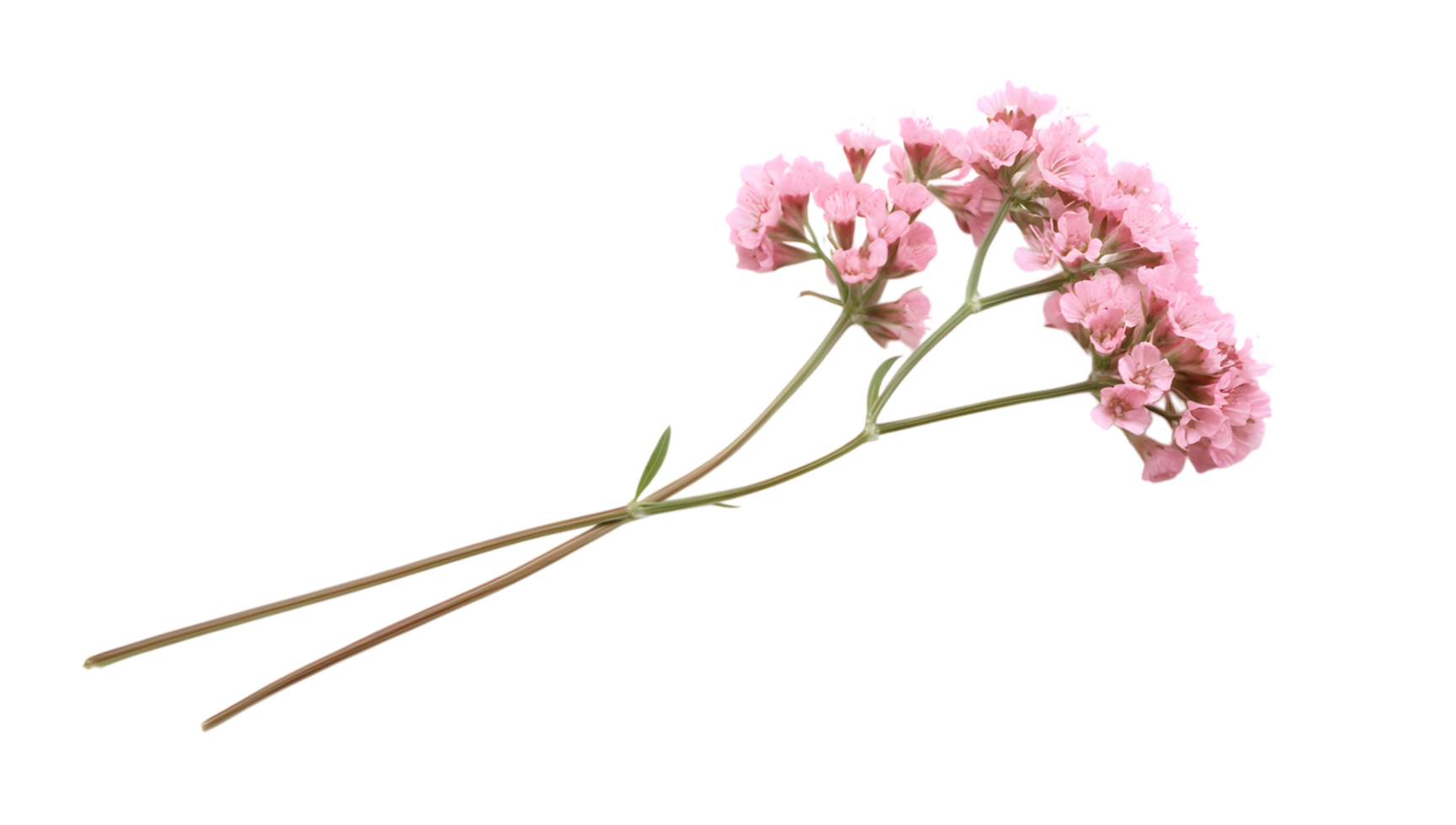 A single pink flower on a black background png