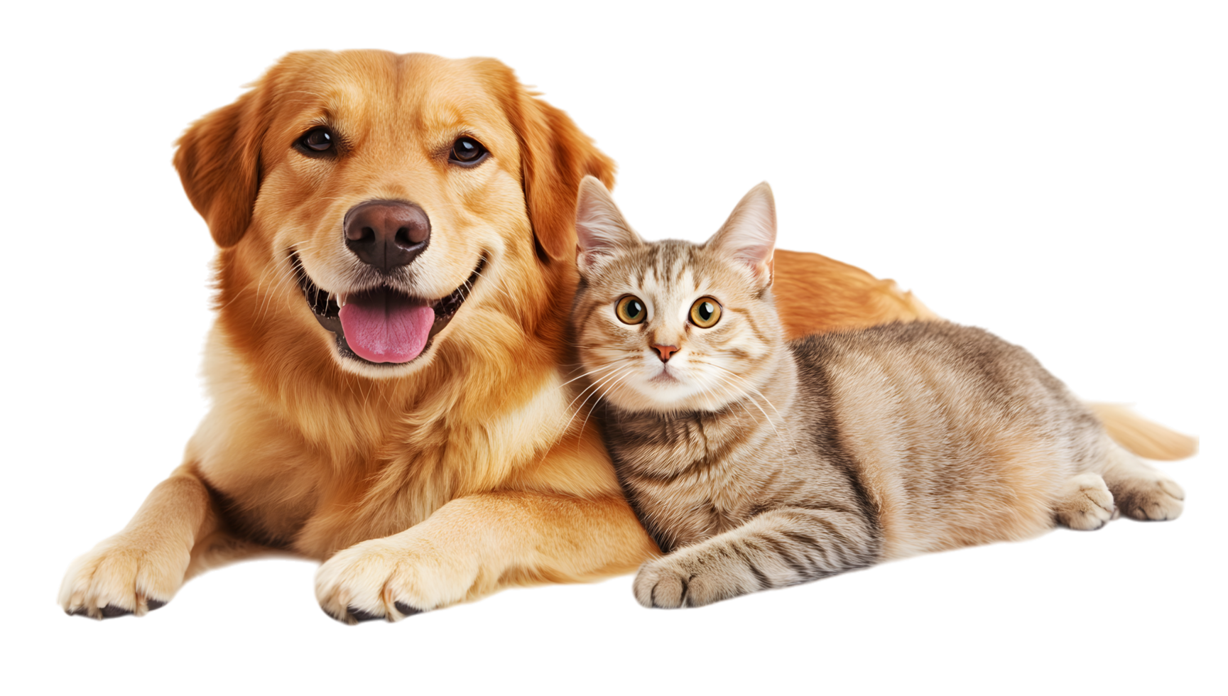A dog and cat laying together on a black background png
