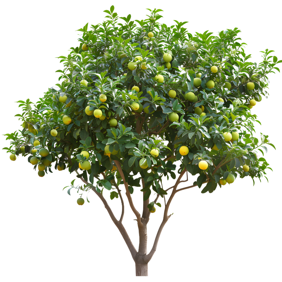 A lemon tree with many fruits on it png